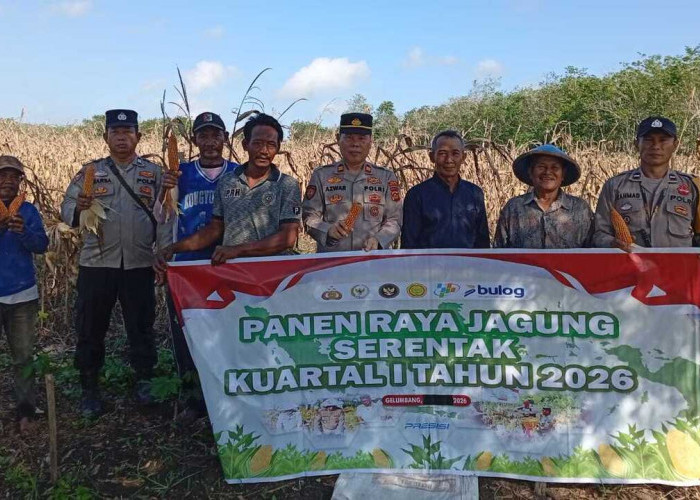 Lahan 2 Hektare di Gelumbang Hasilkan 4 Ton Jagung