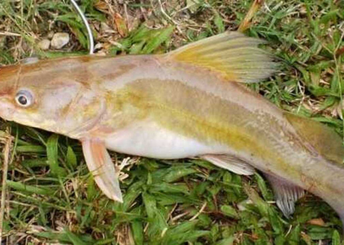 Umpan Daging Ayam: Umpan Jitu untuk Ikan Baung Saat Mancing di Sungai, Ini Alasannya