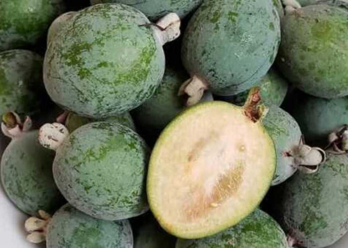 Manfaat Buah Feijoa untuk Kesehatan