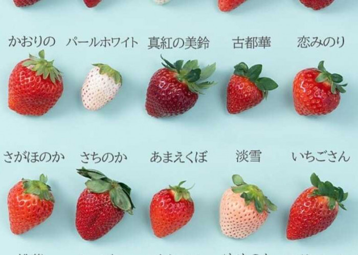 Penjelajahan Aroma dan Rasa Beragam dari Berbagai Jenis Buah Strawberry di Dunia