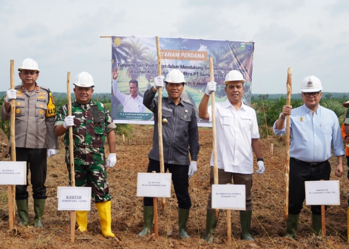 Lahan PSR di OKI Ditanami Padi Gogo: Dukung Swasembada Pangan Prabowo