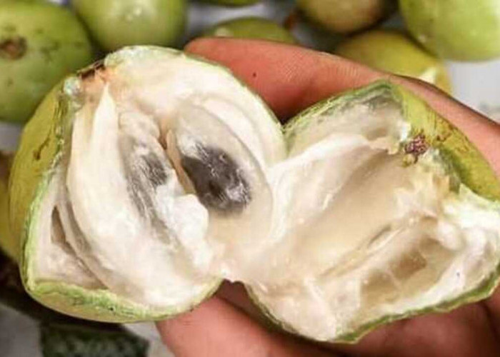 Manfaat Sawo Ijo (Kenitu) untuk Kesehatan Buah Lokal yang Penuh Gizi dan Kaya Manfaat