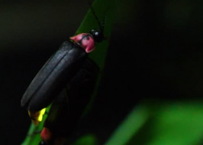 Misteri Malam yang Memudar: Mengungkap Jejak Hilangnya Kunang-kunang