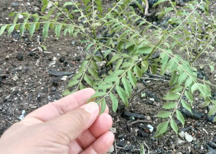 Daun Kari si Murraya Koenigii Sahabat Penderita Diabet dan Melawan Penuaan Dini, Berikut Tips Mengolahnya!