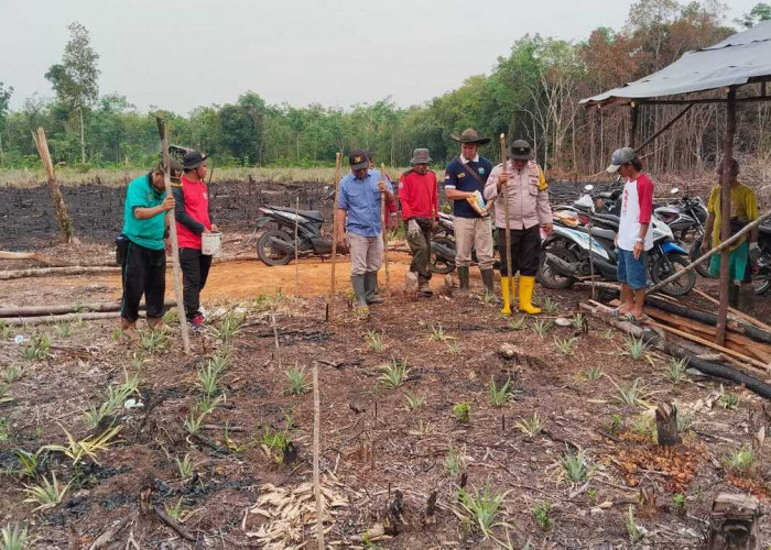 Terapkan Tumpang Sari Tanam Jagung dan Nanas