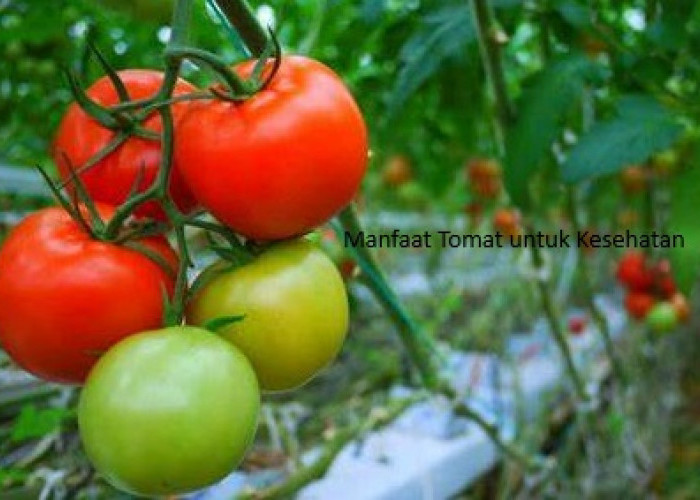 Bagaimana Cara Tomat Menyehatkan Tulang? Baca di Sini Caranya