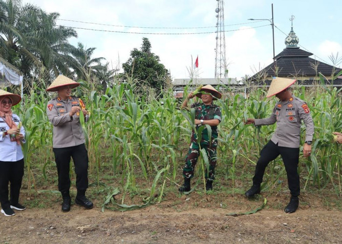 Wujudkan Swasembada Pangan , Polres Muba Lakukan Panen Raya Jagung Serentak 