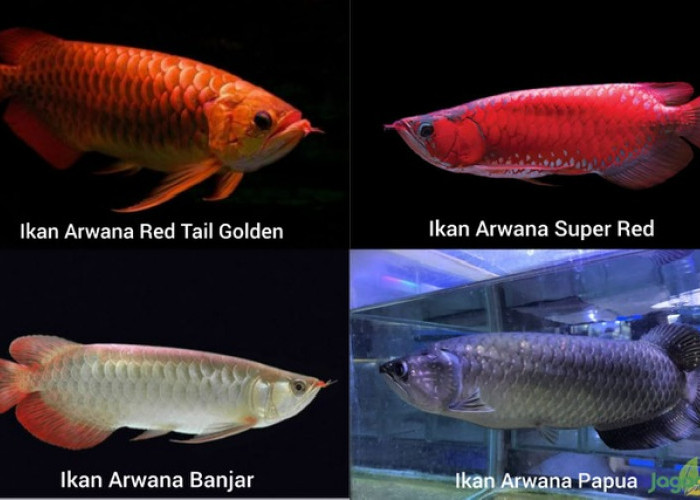 ikan arwana golden red