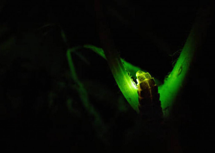 Cahaya Malam yang Memukau: Eksplorasi Aktivitas Nocturnal Kunang-kunang