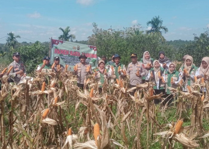 Panen 1,5 Ton Jagung di Lahan 2,25 Hektar
