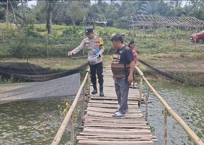 Dukung Ketahanan Pangan, Lewat Budidaya Cabai dan Ikan Nila