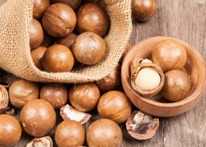 Kacang Macadamia : Si Mewah dari Alam yang Kian Diminati Dunia