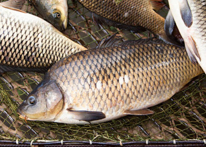 Manfaat Ikan Gurami: Kesehatan dan Keberlanjutan dalam Konsumsi