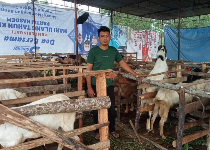 Bisnis Hewan Kurban Mulai Ramai, Peternak di Lubuklinggau Kebanjiran Permintaan Jelang Idul Adha