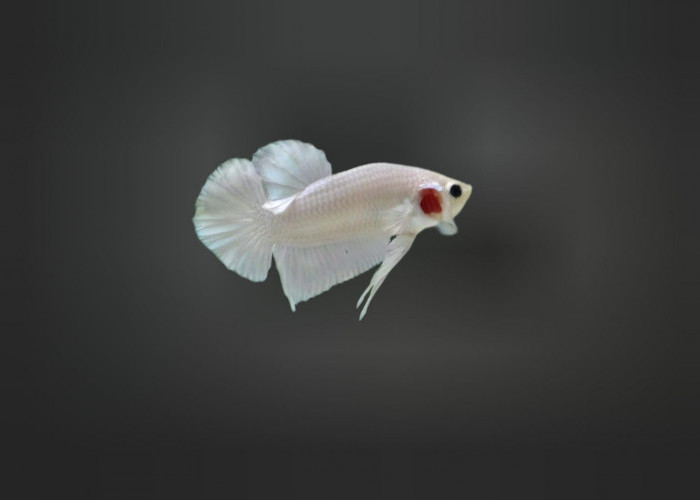 Ikan Cupang Plakat, Keindahan dalam Bentuk Mini yang Menawan