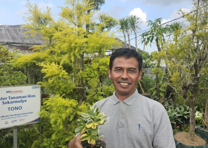 Sukses Jadi Mata Pencaharian Warga Sekitar, Ini Kisah Klaster Usaha Tanaman Hias Binaan BRI 