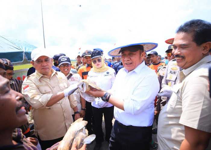 Herman Deru Panen Raya Padi IP 200 di Banyuasin, Ini Capaian Produksi dan Dukungan untuk Petani