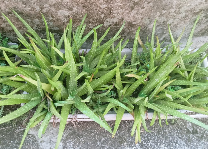 Lidah Buaya, Tanaman Gurun yang Menjelma Menjadi Primadona Kesehatan dan Kecantikan Modern