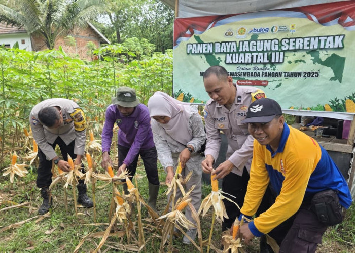 Dukung Ketahanan Pangan, Polsek Lawang Kidul dan Warga Panen Jagung 