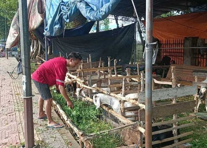 Disbunnak OKI Ingatkan Pembeli untuk Perhatikan Beberapa Bagian Tubuh Hewan Kurban Harus Simetris