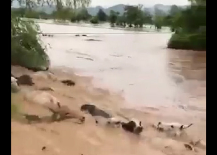 550 Orang Tewas Akibat Banjir Bandang di Pakistan