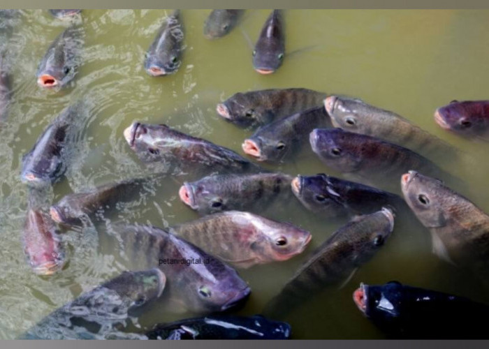 Strategi Sukses dalam Pemilihan Tanah untuk Budidaya Ikan Nila