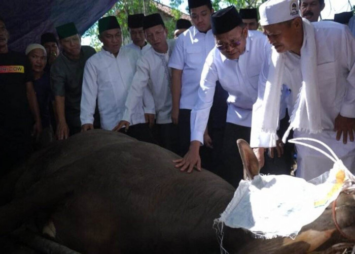Idul Adha 2026, Pemkot Prabumulih Salurkan 34 Sapi Kurban ke Masjid di 6 Kecamatan