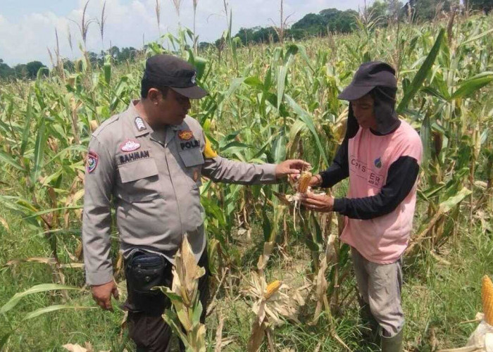 Dukung Ketahanan Pangan Nasional Lewat Tanaman Jagung, Kapolsek Apresiasi Kelompok Tani