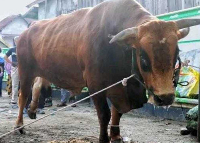 Bupati Panca Serahkan Sapi Qurban dari Presiden RI kepada Warga Indralaya Mulya