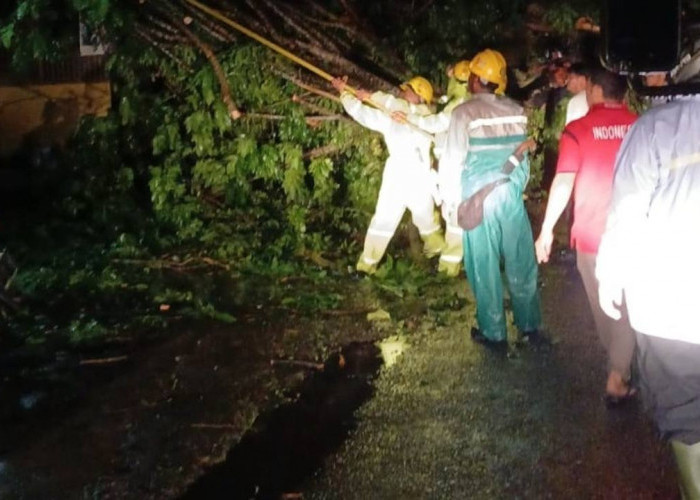 BPBD OKU Evakuasi Lima Batang Pohon Tumbang Akibat Angin Kencang