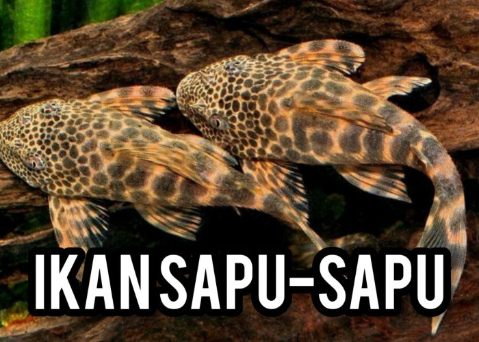 Tak Perlu Repot Cukup Ikan Hias Satu Ini Untuk Bersihkan Akuarium Anda, Semua Beres