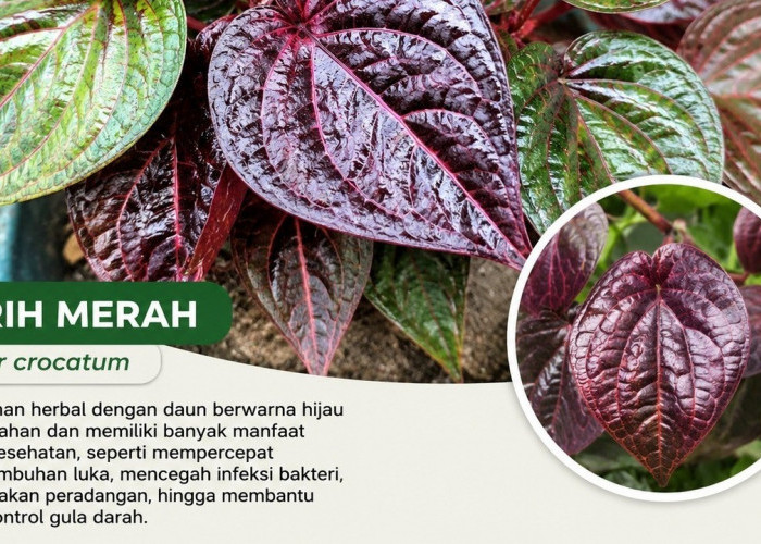 Sirih Merah, Herbal Kaya Manfaat untuk Kesehatan