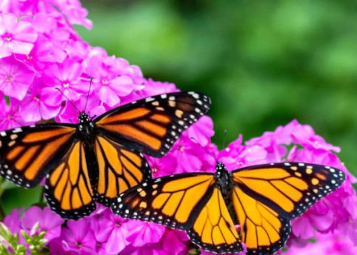 Keajaiban Cahaya pada Sayap Kupu-kupu: Memahami Struktur Mikroskopis yang Menciptakan Kecantikan Alami