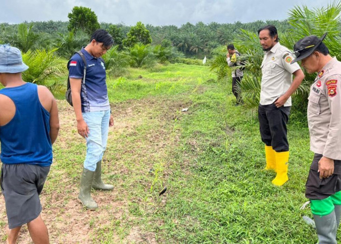 Dukung Ketahanan Pangan, Tinjau Lahan Jagung yang Bermasalah