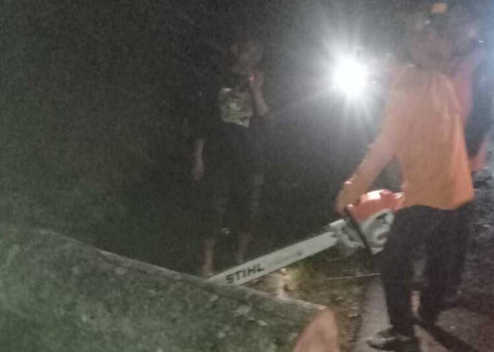 BPBD Evakuasi Pohon Tumbang di Jalinsum Baturaja-Prabumulih