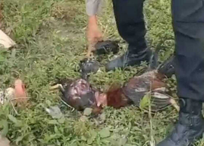 Diduga Harimau Bantai Belasan Ayam Warga Kemiling