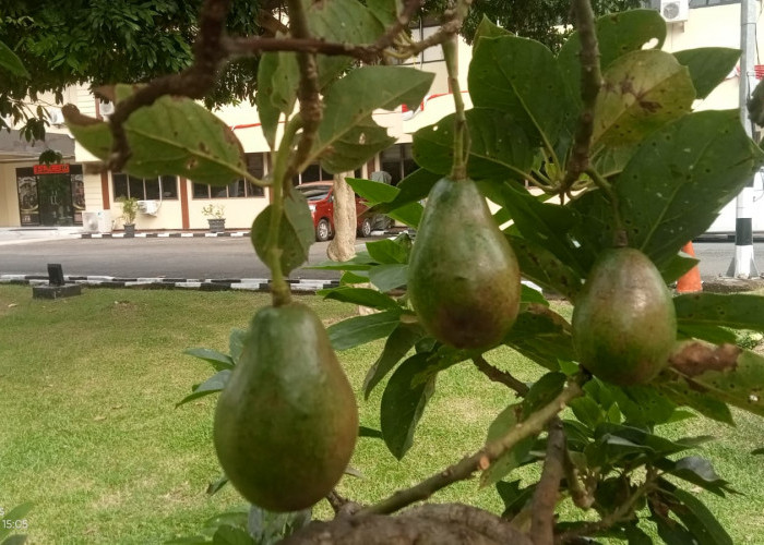 Alpukat: Rahasia Kulit Sehat dan Awet Muda dari Alam, Kaya Nutrisi yang Melembapkan hingga Cegah Jerawat