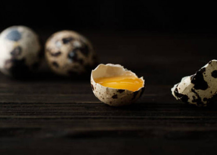 Manfaat Telur Puyuh: Pilihan Sehat dengan Kandungan Lemak Rendah
