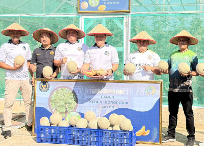Wujudkan Ketahanan Pangan, Panen 214 Kg Melon Belanda