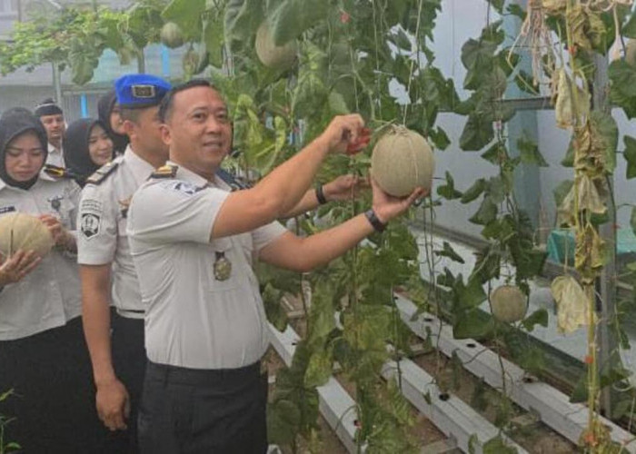 Panen Melon, Lapas Muara Enim Perkuat Ketahanan Pangan