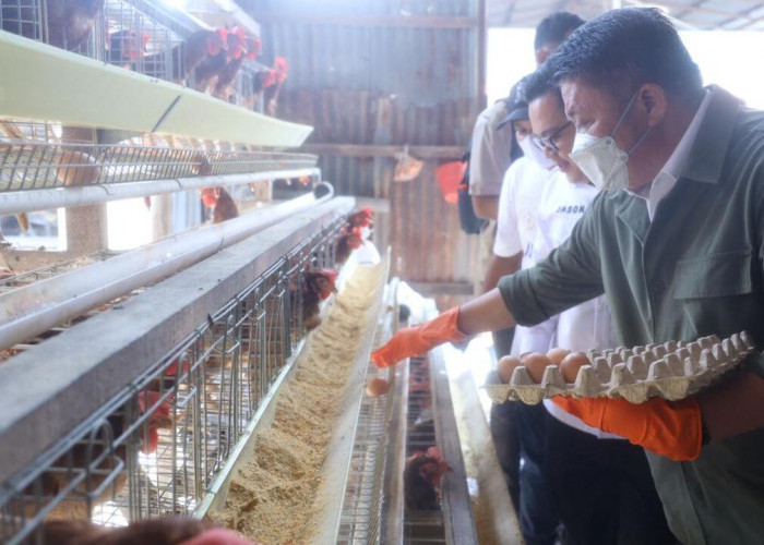 Herman Deru Kunjungi San San Farm Banyuasin, Optimis  Program Sultan Muda Sumsel. 