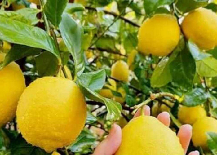 Manfaat Buah Lemon untuk Kesehatan dan Kecantikan