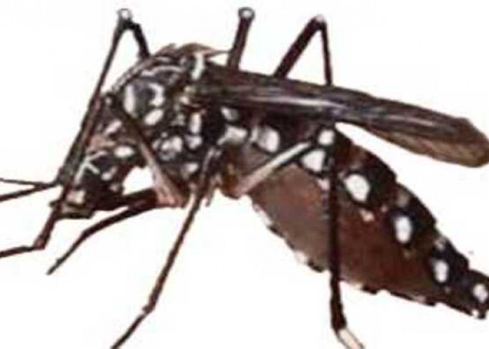 Tanam di Rumah, 10 Tanaman Ini Paling tidak Disukai Nyamuk