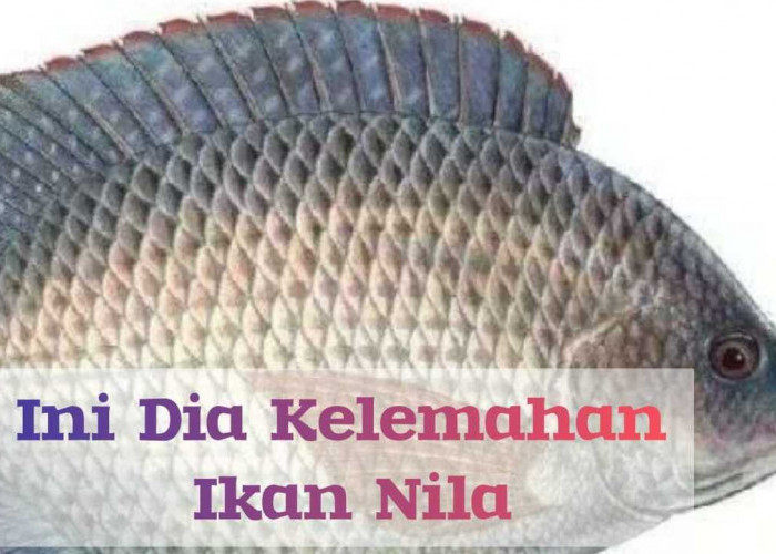 Kelemahan Ikan Nila : Sensitif Terhadap Kekurangan Oksigen Begini Cara Mengatasinya