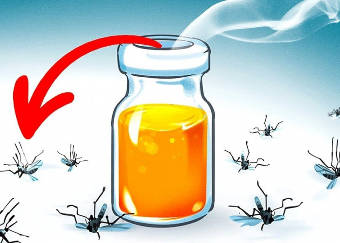 Banyak Nyamuk di Rumahmu ! Berikut Metode Usir Nyamuk, Selain Bersih- Bersih 