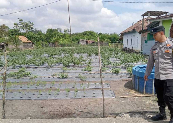 Dukung Ketahanan Pangan, Tanam Cabai di Pekarangan