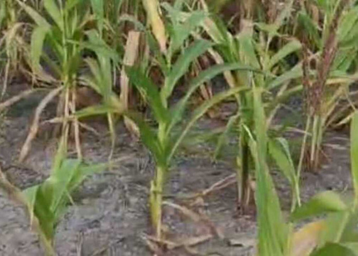 Musim Kemarau, Pertumbuhan Jagung Kurang Optimal