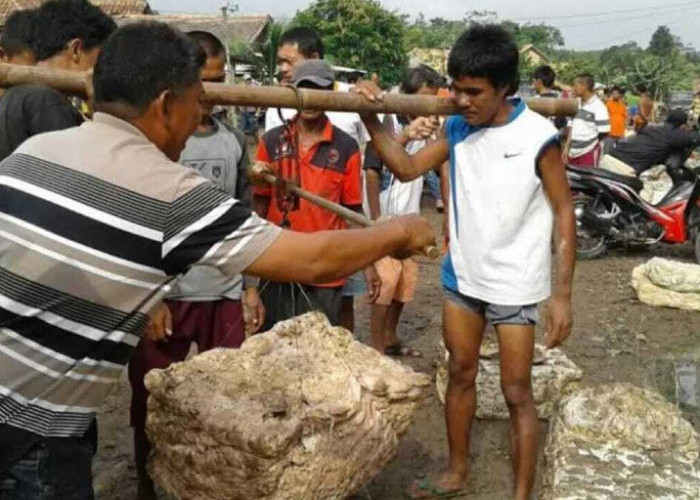 Harga Getah Karet di OKU Naik Menjadi Rp14.200/Kg.