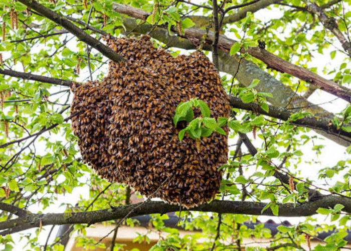 Mengatasi Sarang Lebah di Sekitar Rumah: Tindakan yang Tepat untuk Keamanan 