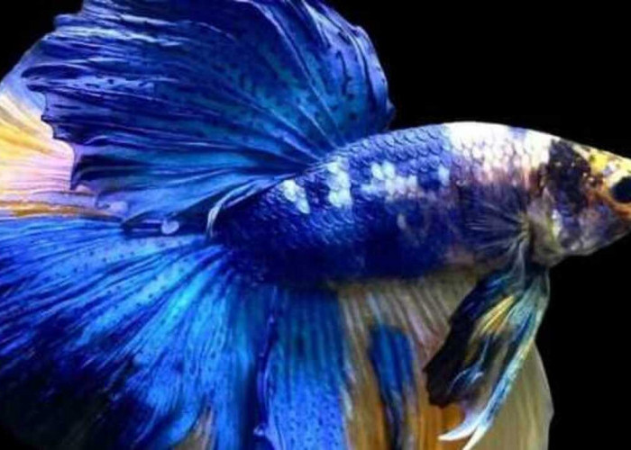 Ikan Hias Cupang Popularitas yang Terus Meningkat di Indonesia